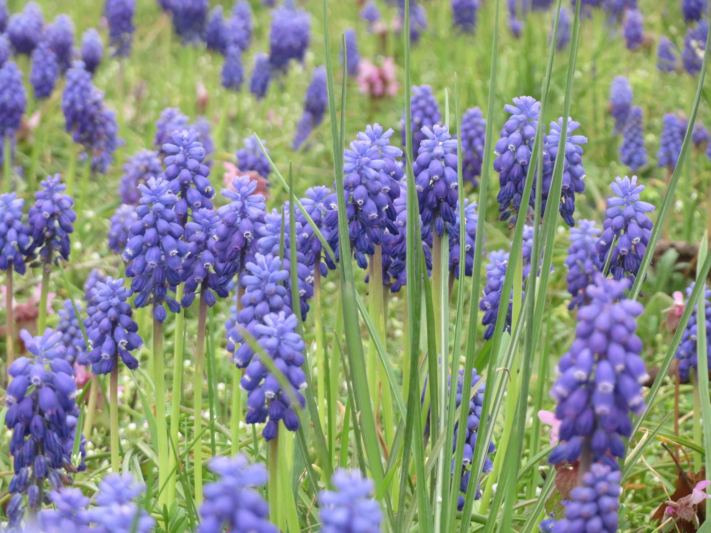 Imagem de Muscari armeniacum H. J. Veitch