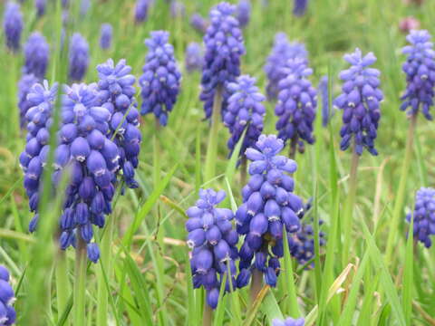 Imagem de Muscari armeniacum H. J. Veitch