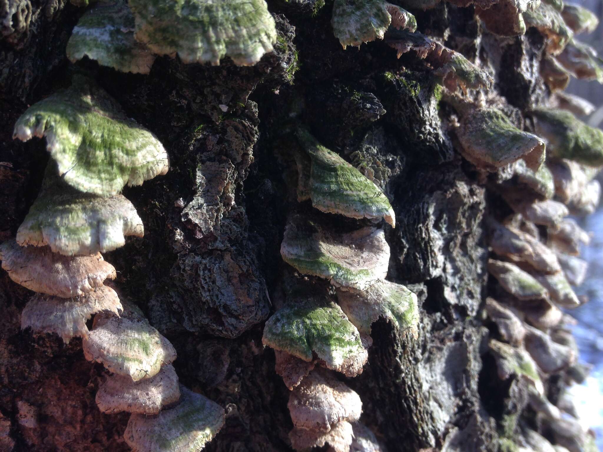 Image of phaeocalicium lichen