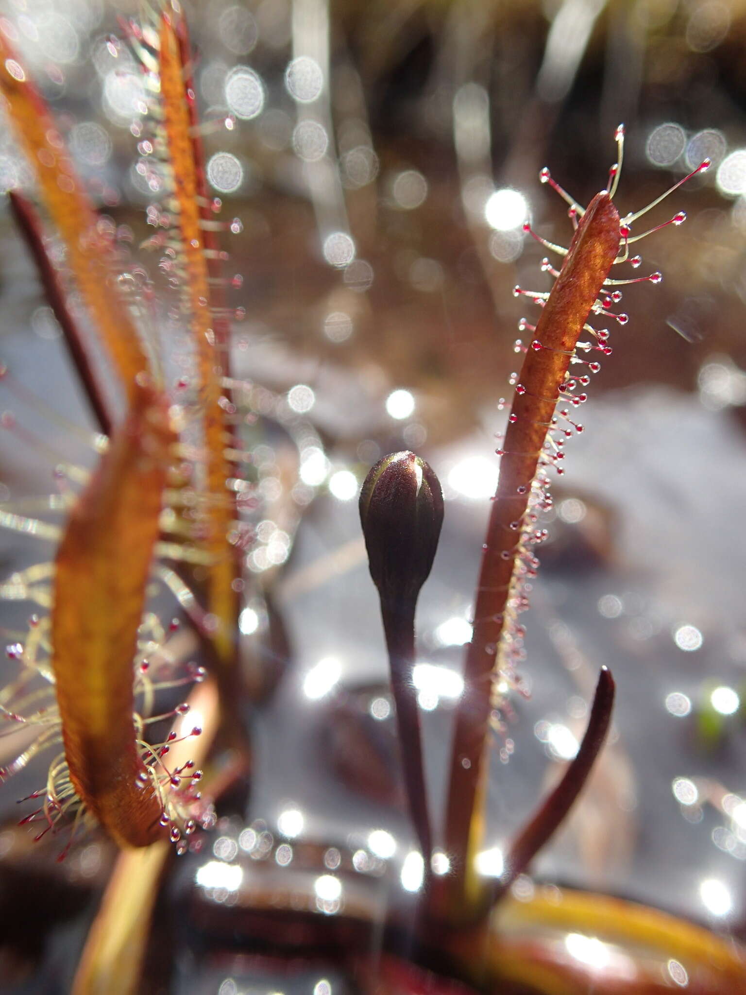 Image of Drosera arcturi Hook.