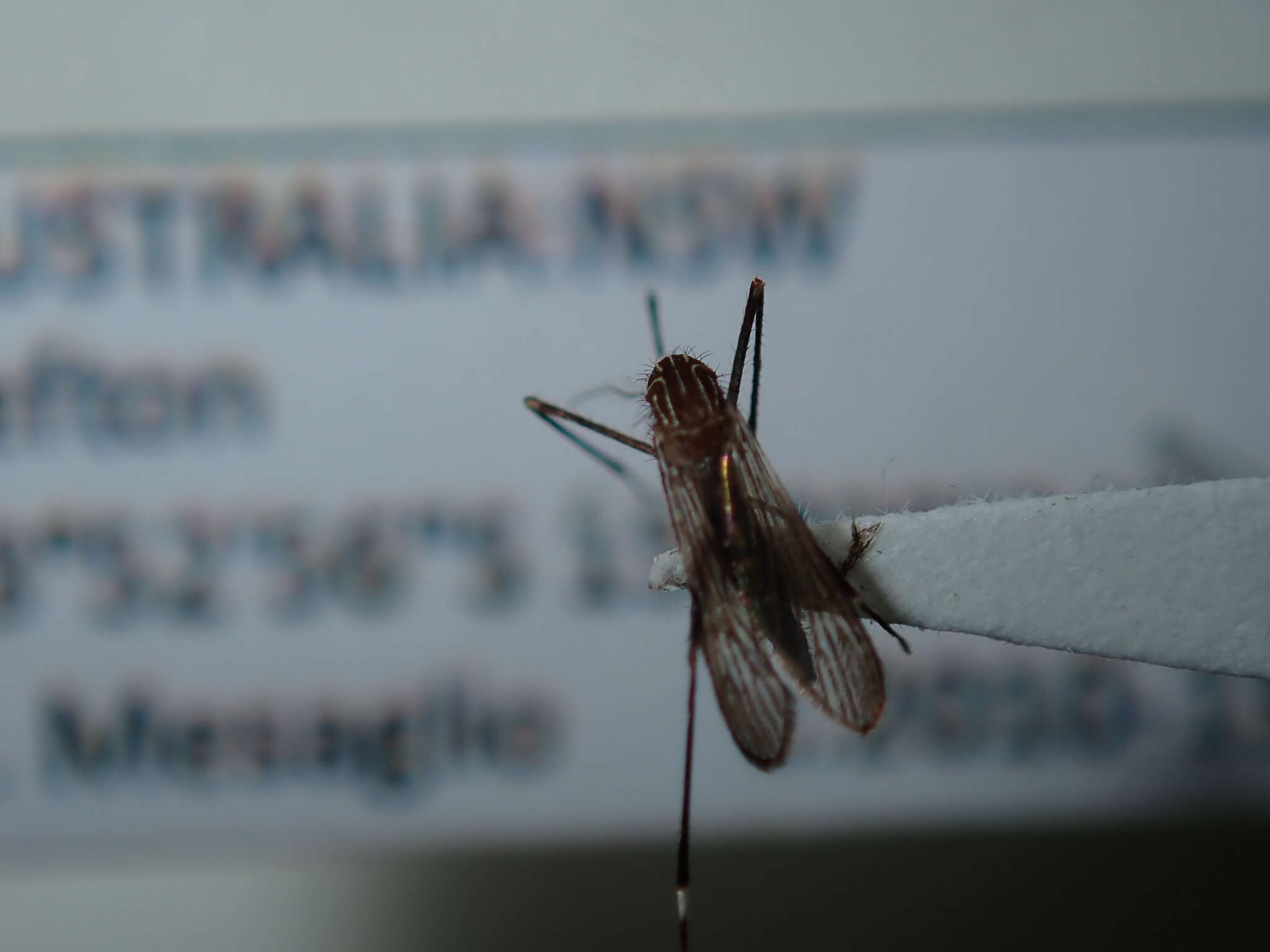 Image of Aedes notoscriptus (Skues 1889)