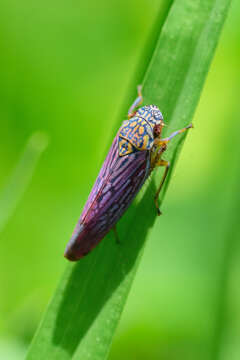 Graphocephala edwardsii (Signoret 1855)的圖片