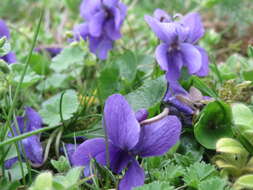 Image of sweet violet