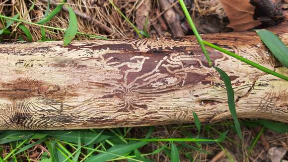 Image of Dutch elm disease