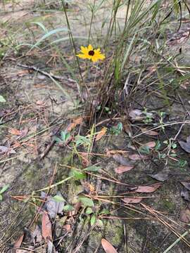 Imagem de Coreopsis palustris Sorrie