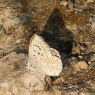 Imagem de Polyommatus albicans (Gerhard 1851)