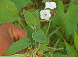 Image of Varronia macrocephala Desv.