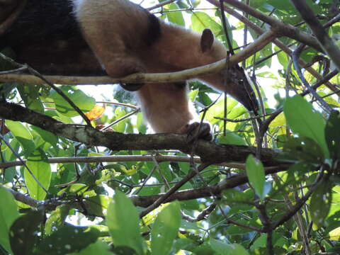 Plancia ëd Tamandua tetradactyla (Linnaeus 1758)