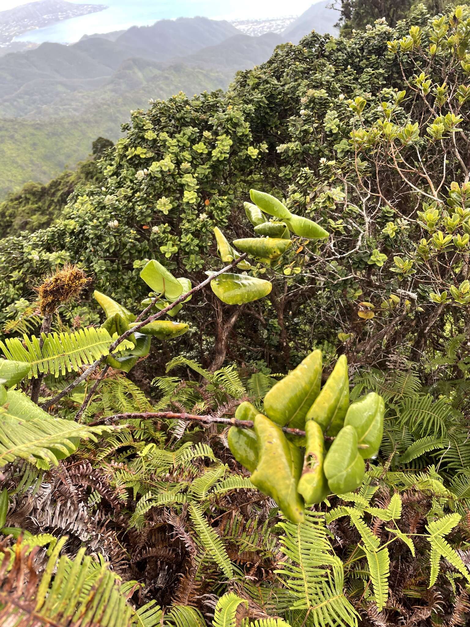 Image of Round-Leaf Melicope