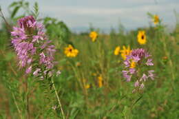 Image of prairie sunflower