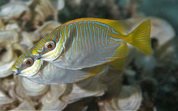 Image of Barred rabbitfish