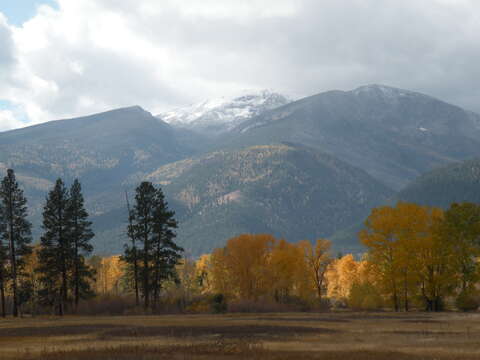 Image of Fremont cottonwood