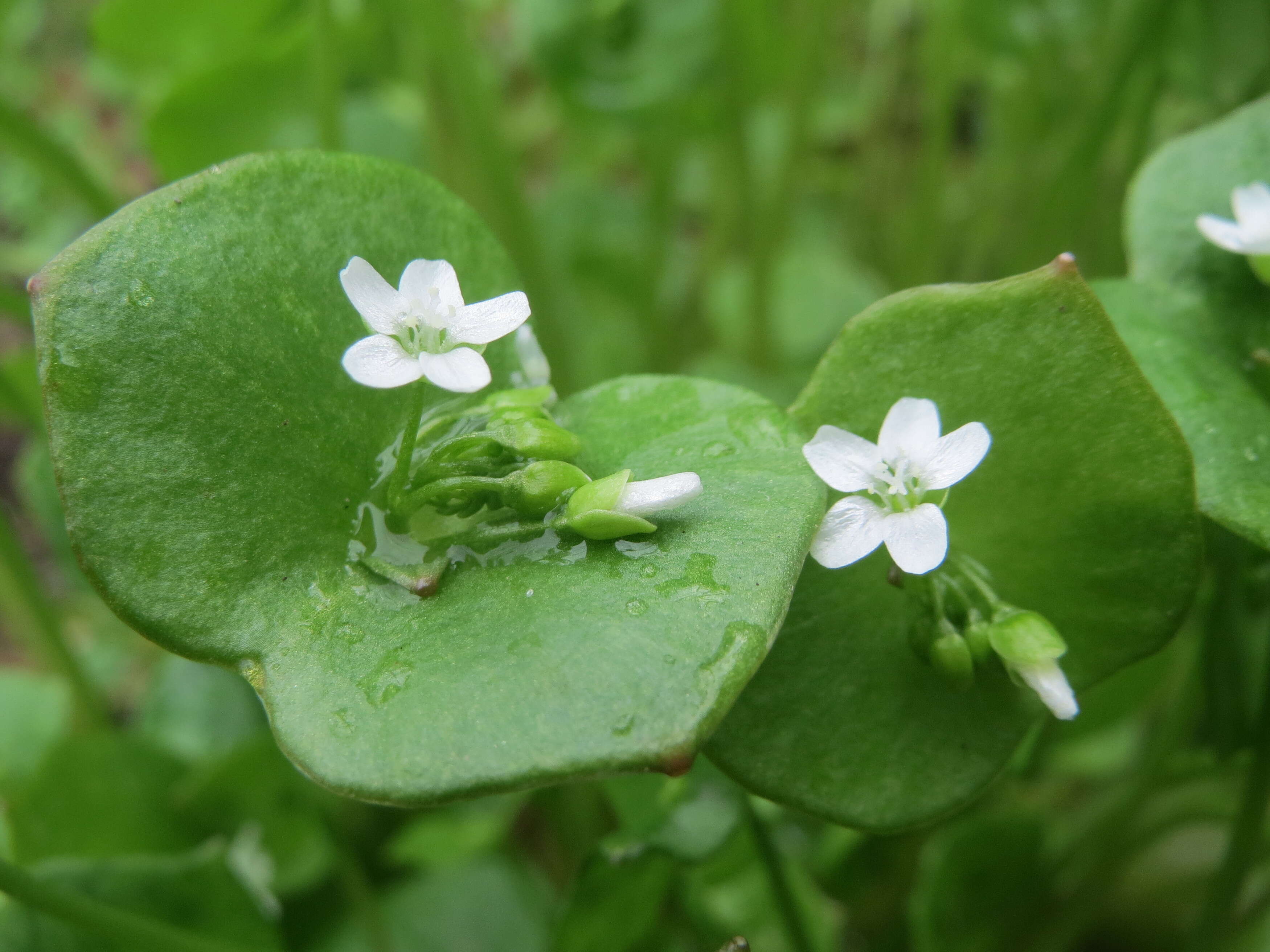 Image of Indian lettuce