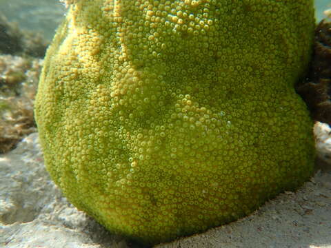 Image of lesser knob coral