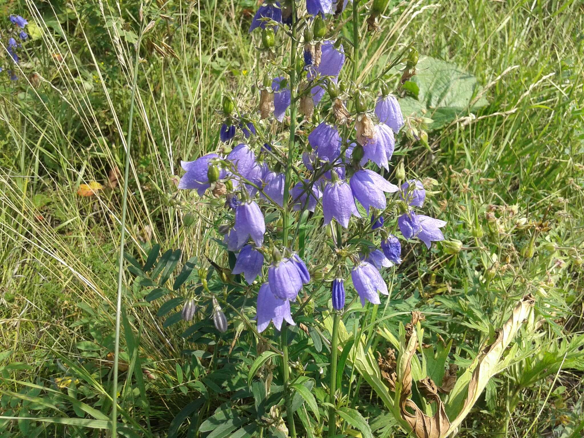 Imagem de Adenophora liliifolia (L.) A. DC.