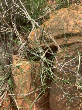 Image of Asparagus divaricatus (Oberm.) Fellingham & N. L. Mey.