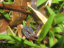 Image of Common Collared Snake