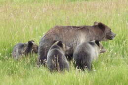 Image of grizzly bear