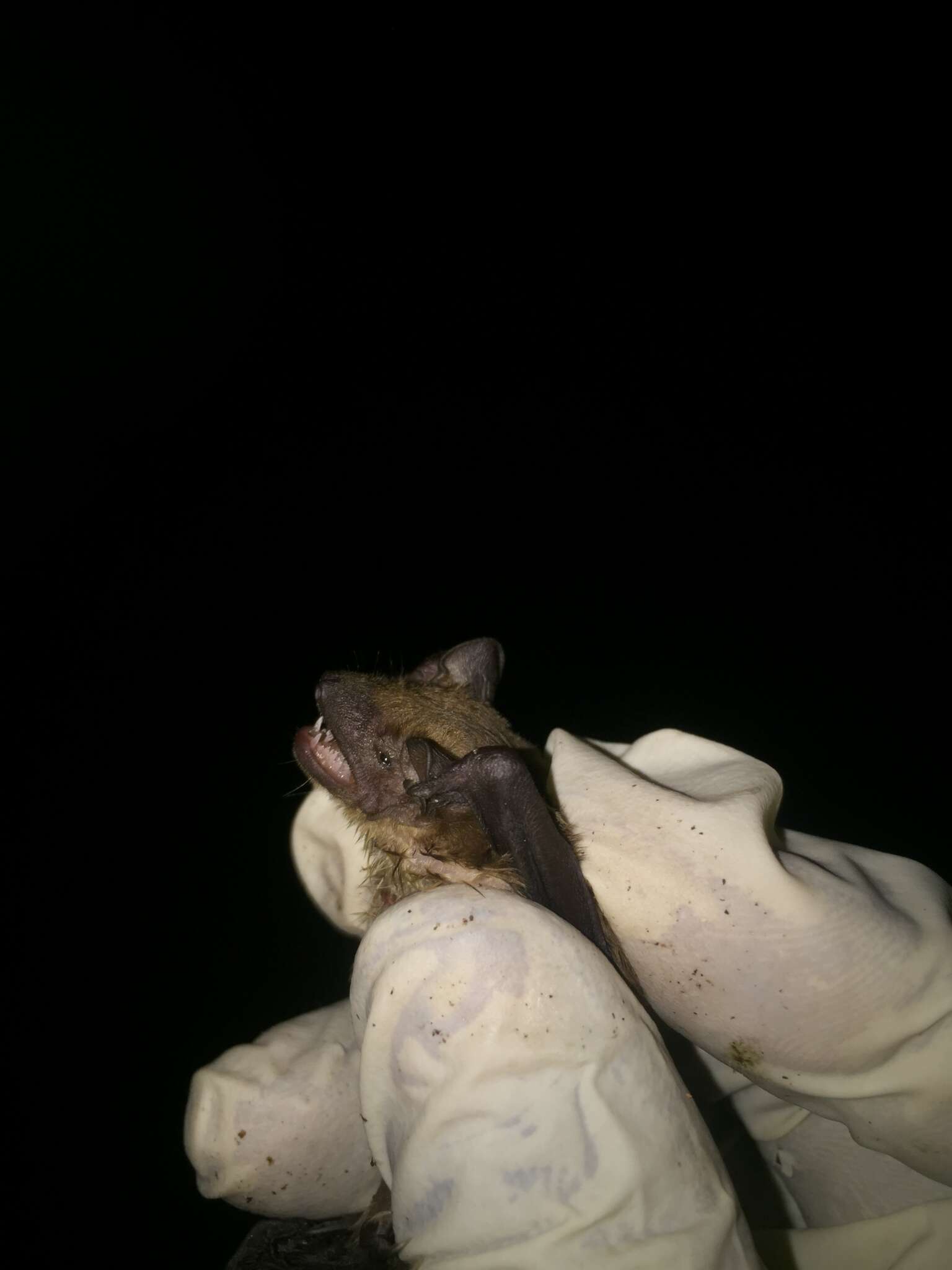 Image of Dark-winged Lesser House Bat