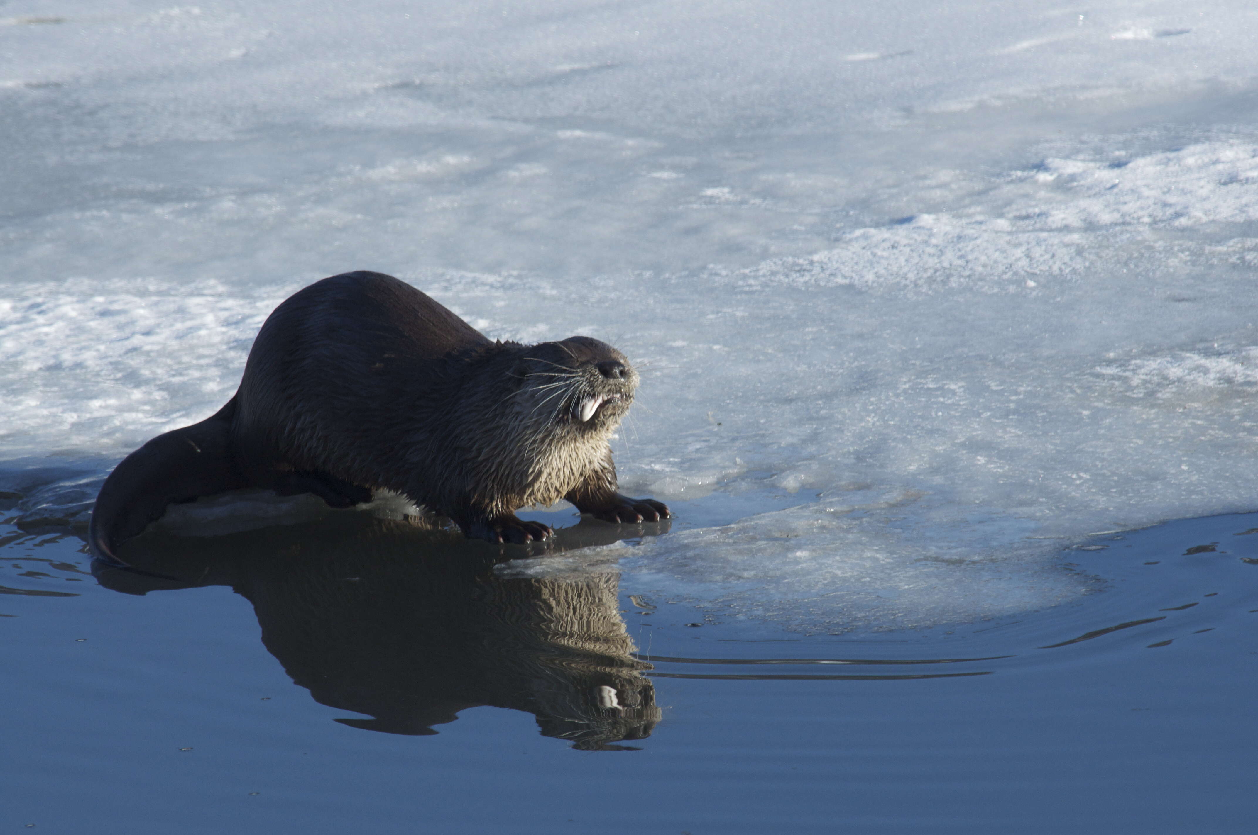 Image of Otter sp.