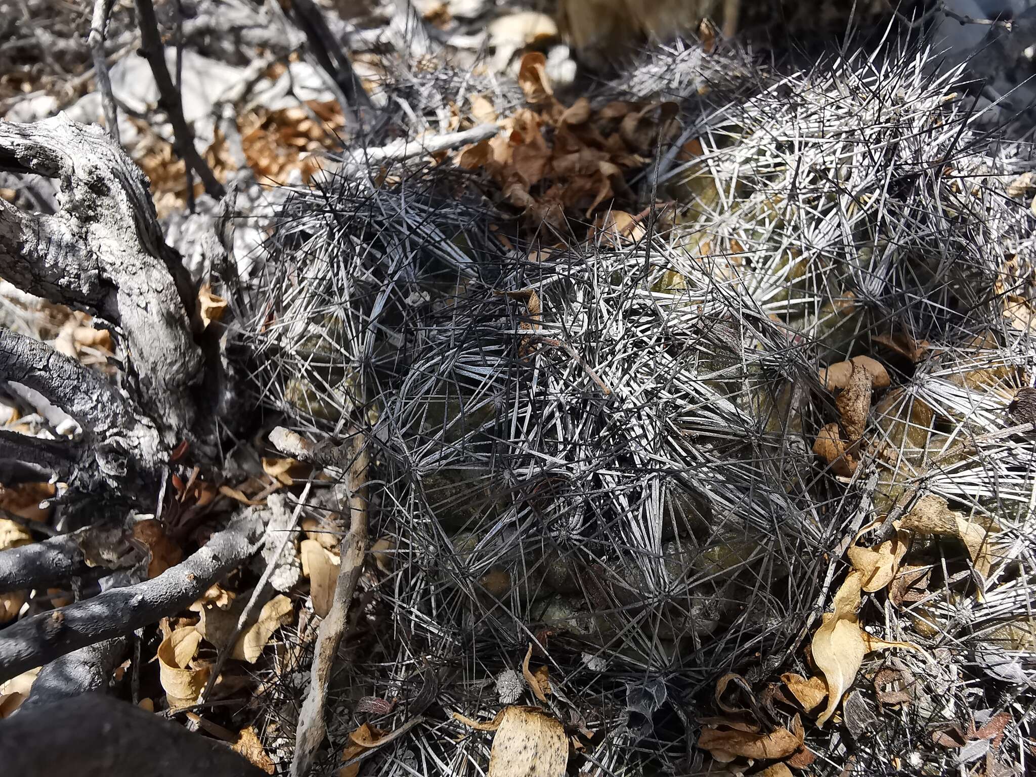 Image of Nickels' cactus