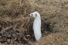 Image of Long-tailed Weasel