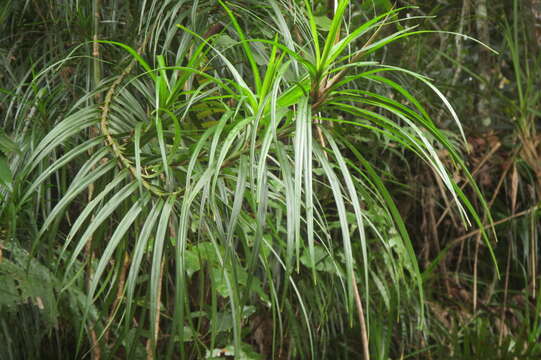 Image of Freycinetia excelsa F. Muell.