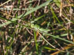 Image of Mendocino Green-striped Grasshopper