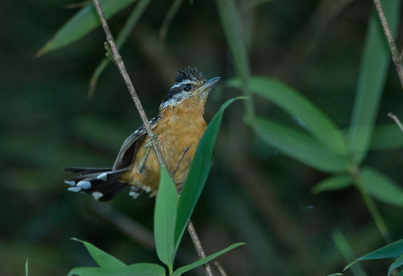 Image of Ferruginous Antbird