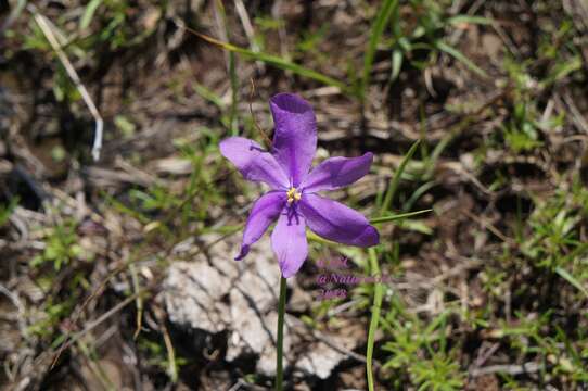 Image of southwestern pleatleaf