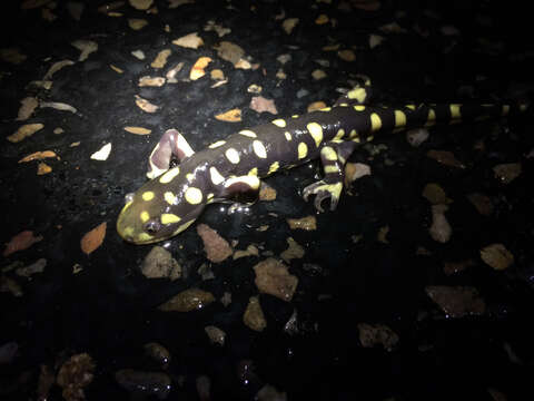 Image of Barred Tiger Salamander