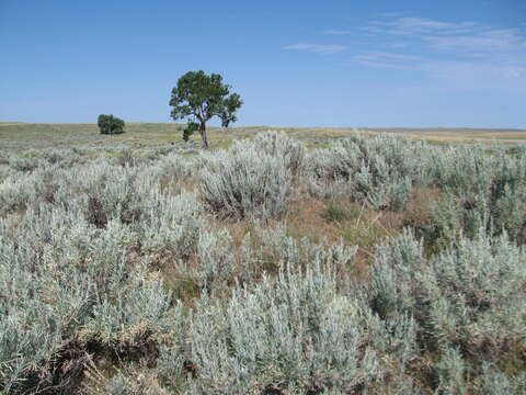 Imagem de Artemisia tridentata (Nutt.) W. A. Weber