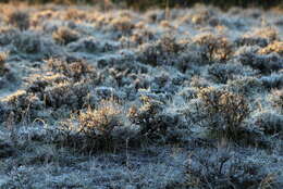 Imagem de Artemisia tridentata (Nutt.) W. A. Weber