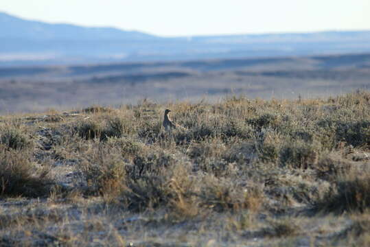 Image of Sharp-tailed Grouse