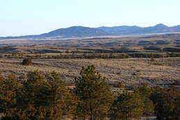 Imagem de Artemisia tridentata (Nutt.) W. A. Weber