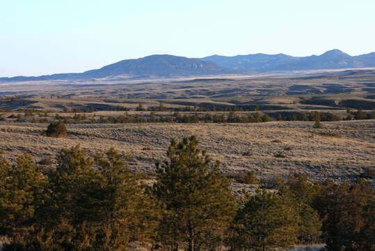 Image of big sagebrush