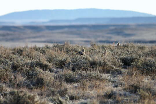 Image of Sharp-tailed Grouse