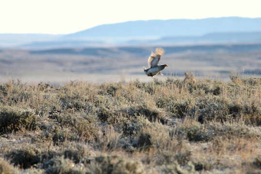 Image of Sharp-tailed Grouse