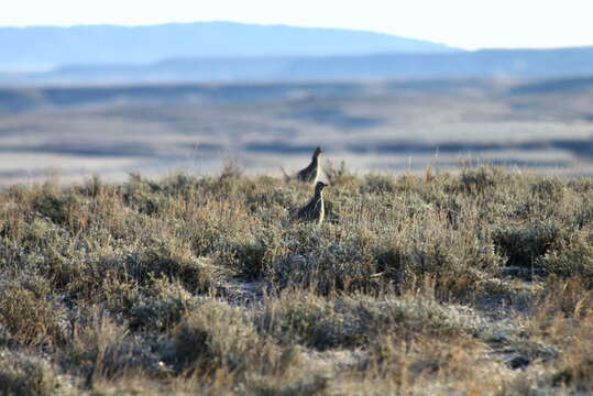 Image of Sharp-tailed Grouse