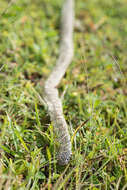 Слика од Lampropeltis getula (Linnaeus 1766)