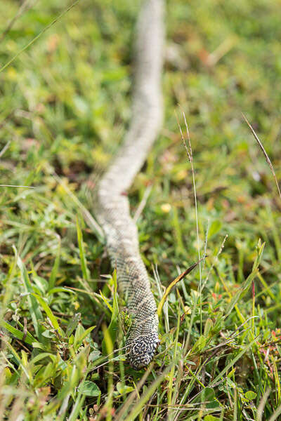 Image of Common Kingsnake