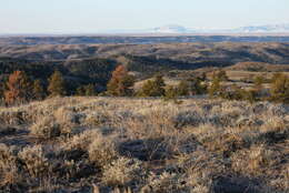 Imagem de Artemisia tridentata (Nutt.) W. A. Weber