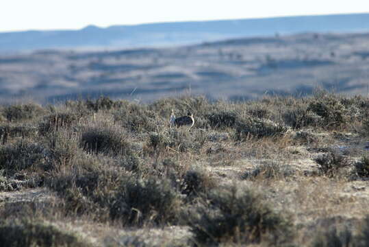 Image of Sharp-tailed Grouse