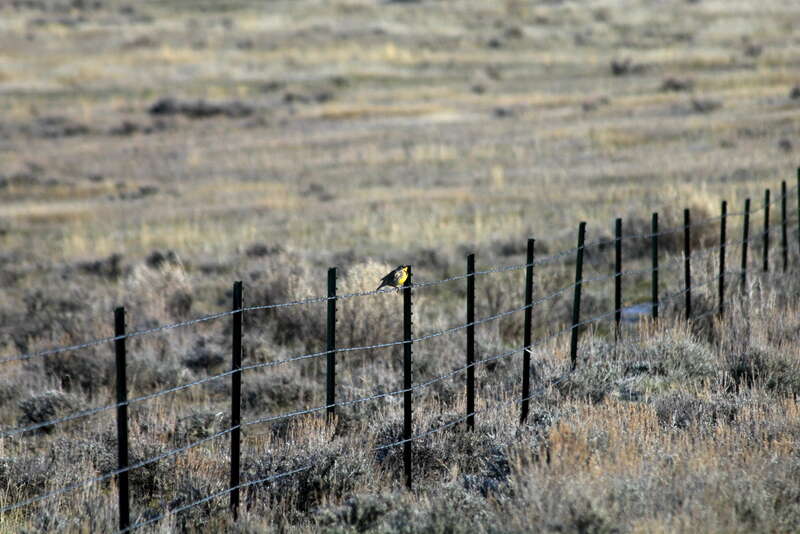 Image of Western Meadowlark