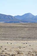 Image of Gunnison sage-grouse; greater sage-grouse