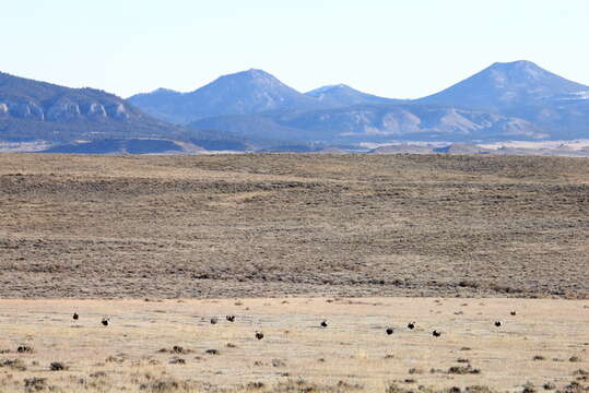 Image of Gunnison sage-grouse; greater sage-grouse