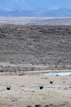 Image of Gunnison sage-grouse; greater sage-grouse