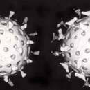 Слика од Rotavirus