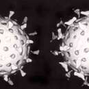 Image of Rotavirus