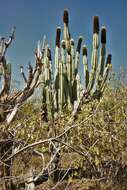 Image of Grenadier's Cap Cactus